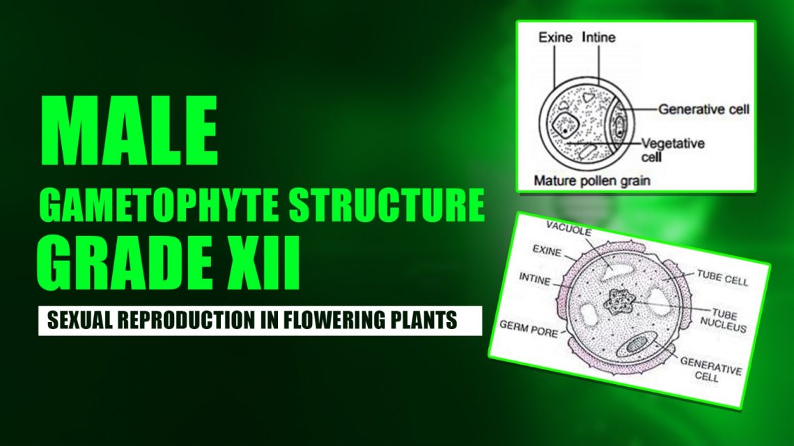 CBSE Class 12 Biology – Male Gametophyte Structure (Sexual Reproduction in Flowering Plants) Video