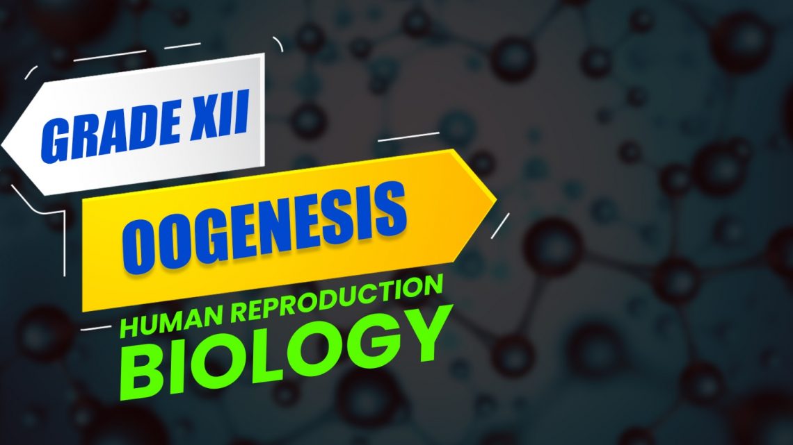 CBSE Class 12 Biology Oogenesis from Human Reproduction Video Lecture