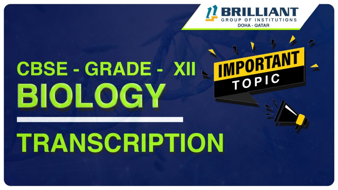 CBSE Grade 12 Biology Transcription | Stages Of Transcription | Molecular Basis Of Inheritance